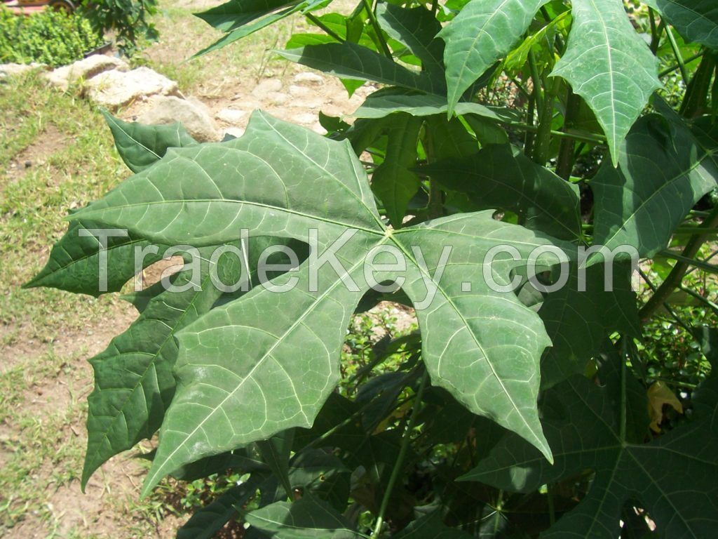 Chaya Tree Spinach Dried Leaves