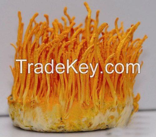 cordyceps militaris