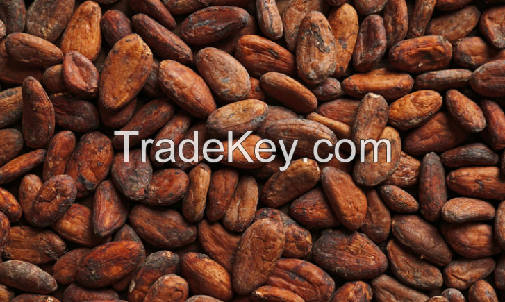 Best selling Cocoa Beans