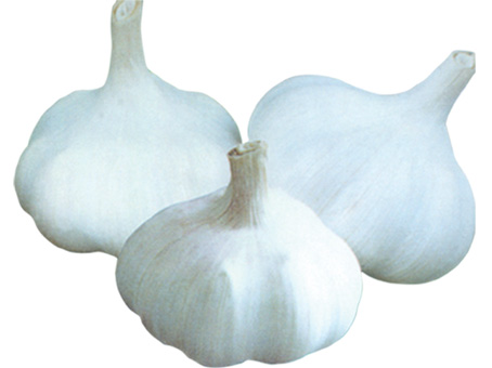 nomal garlic