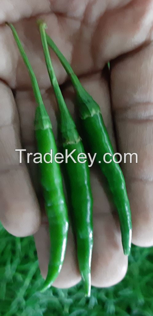 Fresh Green Chilies