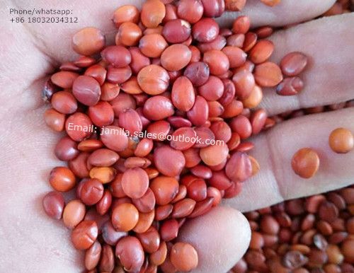 spina date seed, seed of jujube, suanzaoren, natrual herb medicine