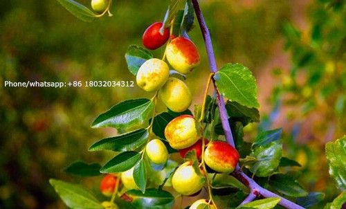 spina date seed, seed of jujube, suanzaoren, natrual herb medicine