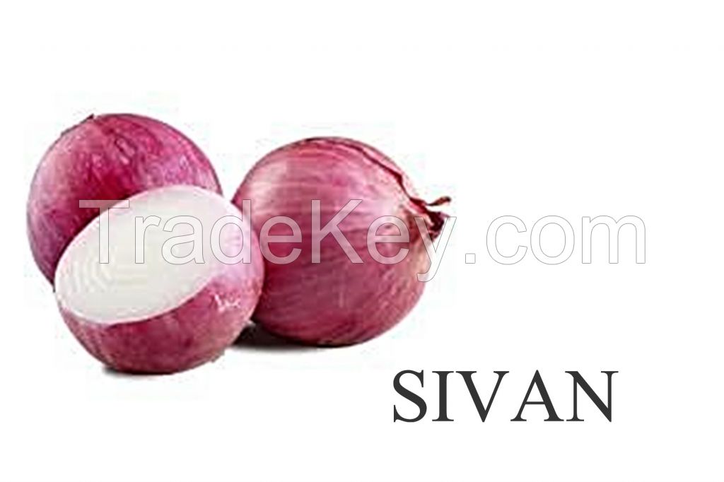 Red onion sivan noam