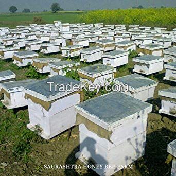 pure organic honey and honey bees