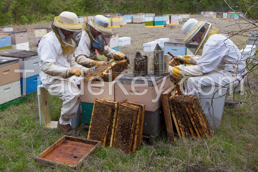 pure organic honey and honey cones