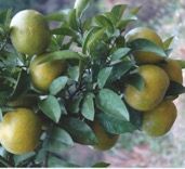 Citrus aurantium extract --Synephrine