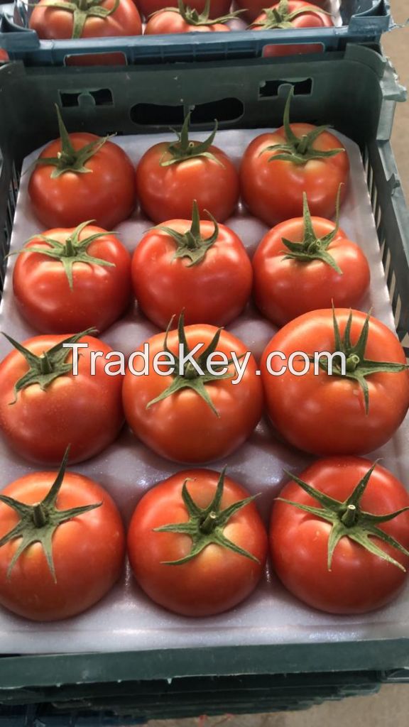 Fresh Tomatos