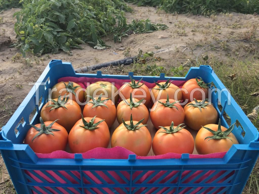 Fresh Tomatos