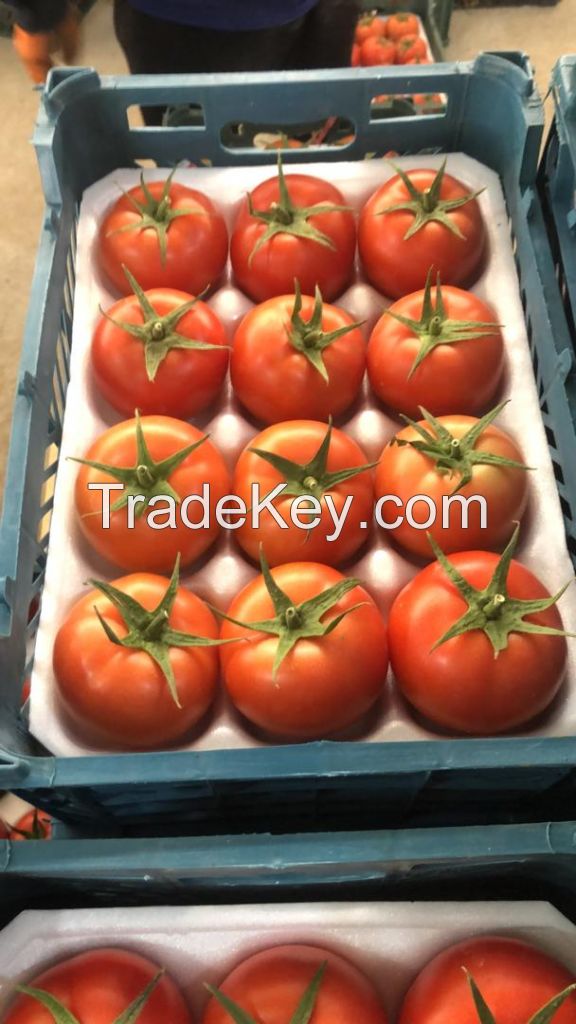 Fresh Tomatos