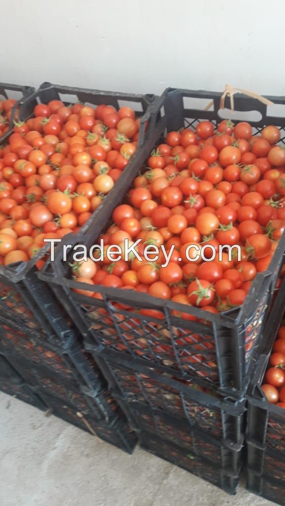 Fresh Tomatos