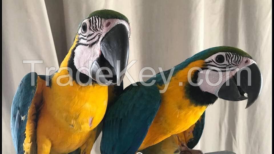 Blue and gold macaw parrots 