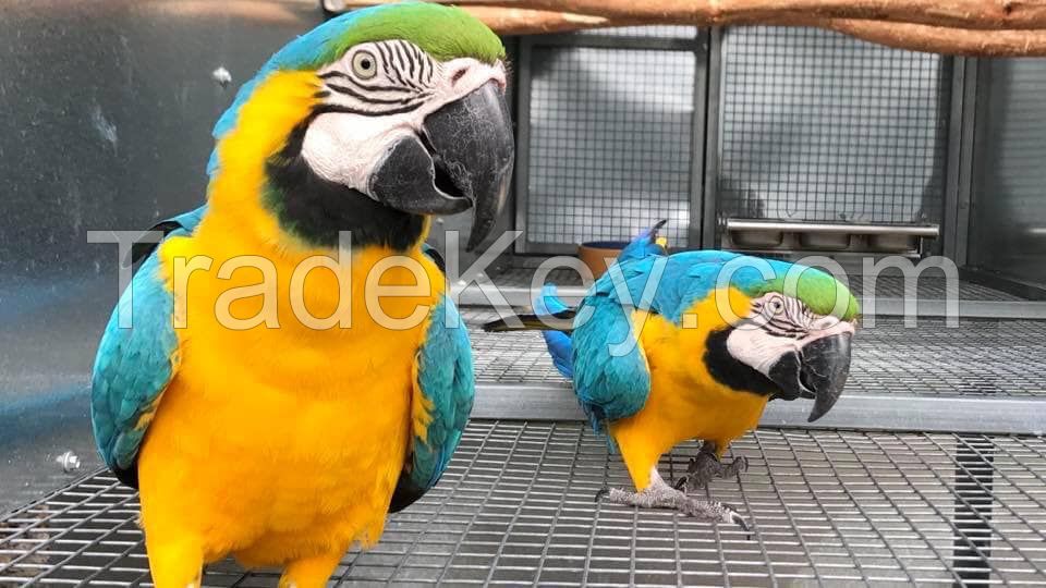 Blue and gold macaw parrots 