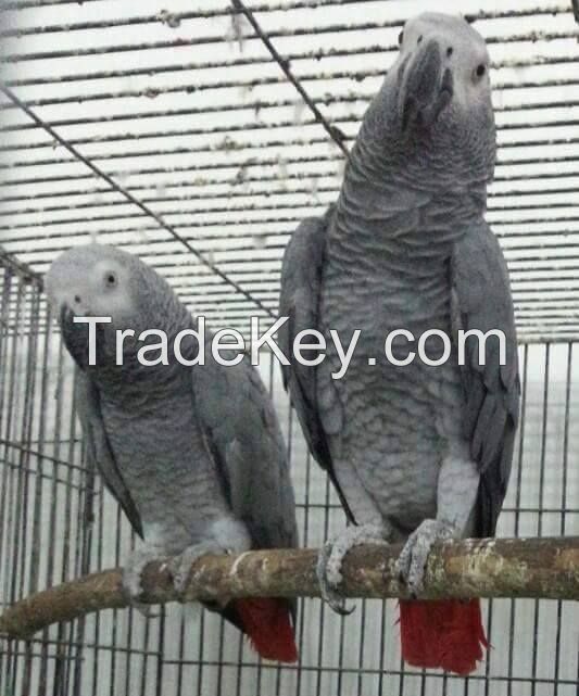 african grey parrots 