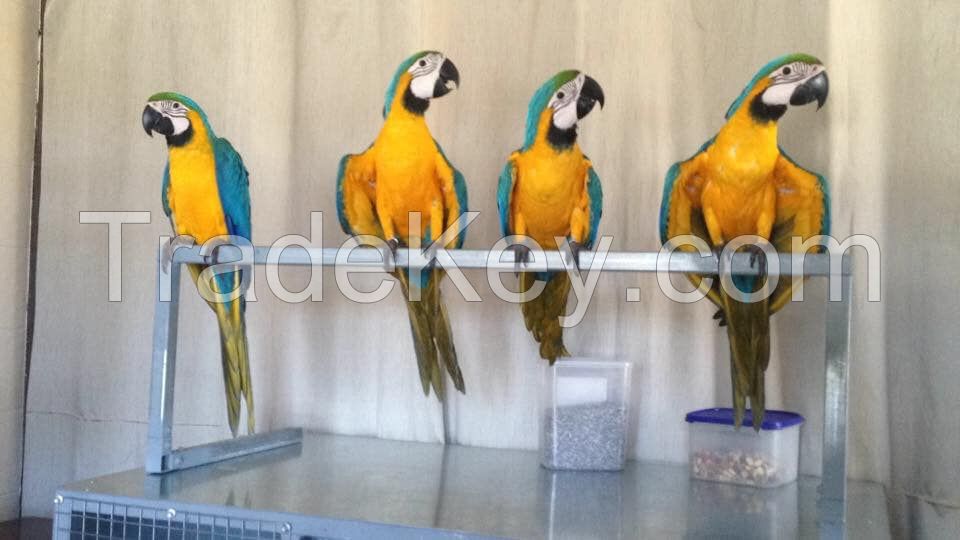 Blue and gold macaw parrots 