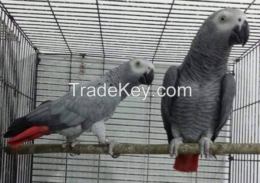 african grey parrots 