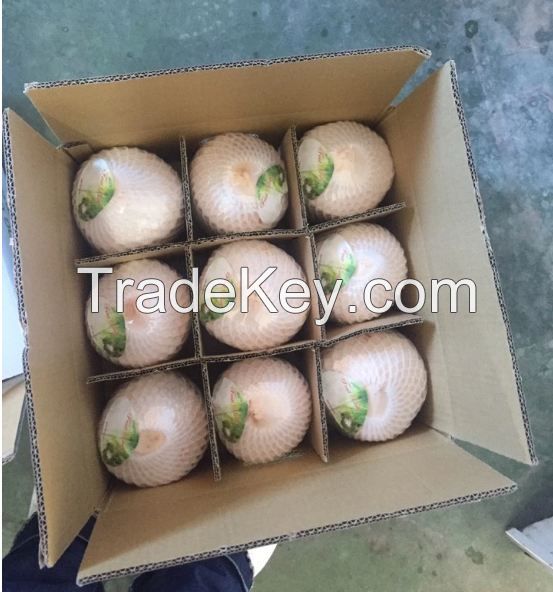 Young Coconut/ Diamond Shape/ Fresh Young Coconut 