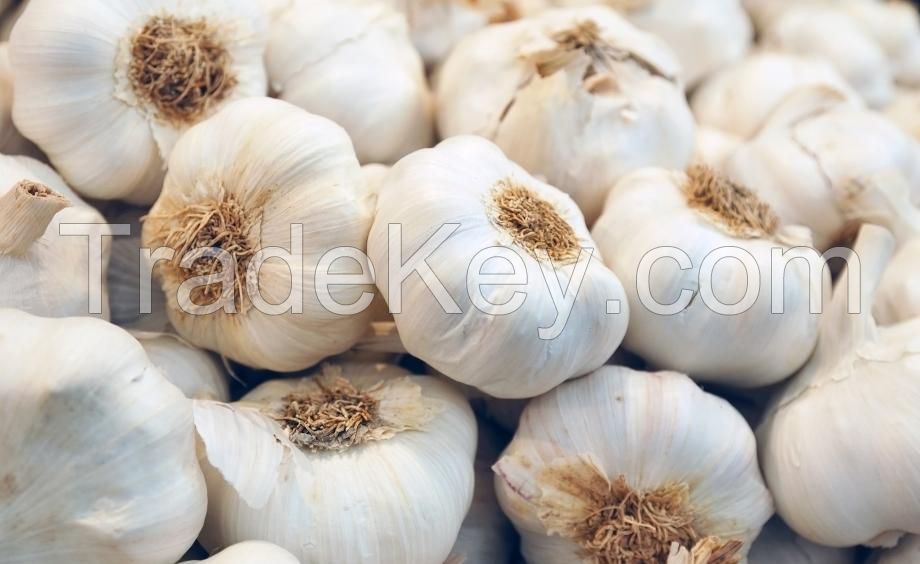 Garlic