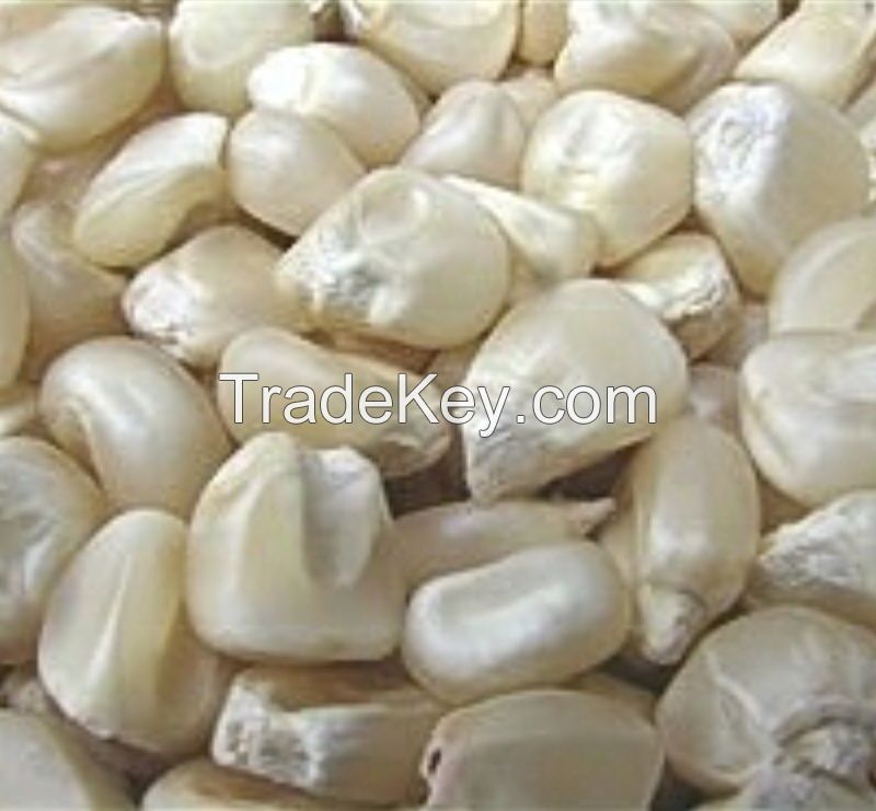White Maize/Corn