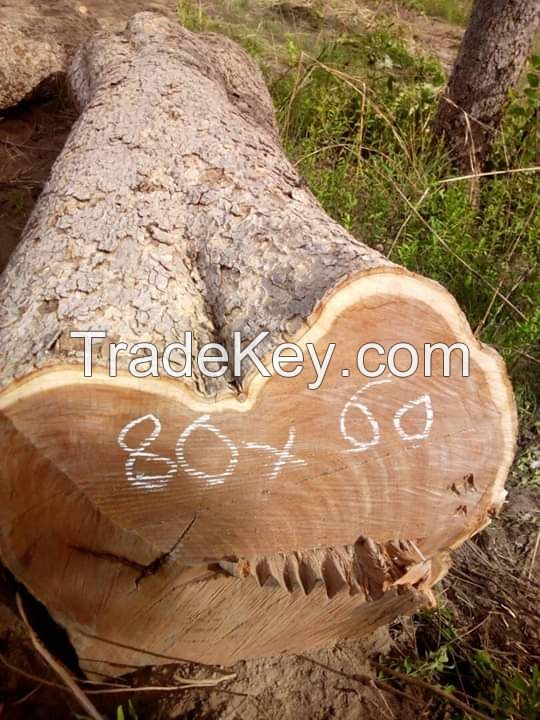 Ecobelly teak padouk mahogany Ekki AzobÃ© doussie kosso iroko pachyloba etc
