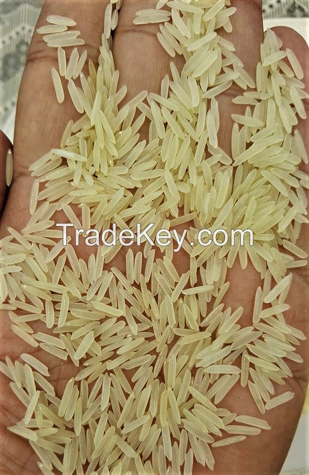 1121 Golden Rice Sella Sortex 