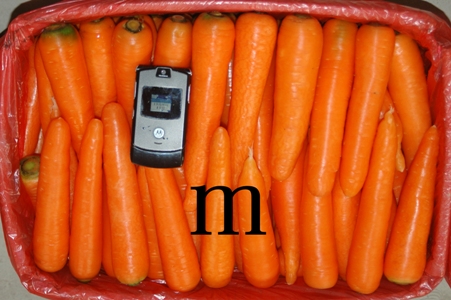 carrot