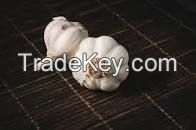 Garlic (Allium sativa )