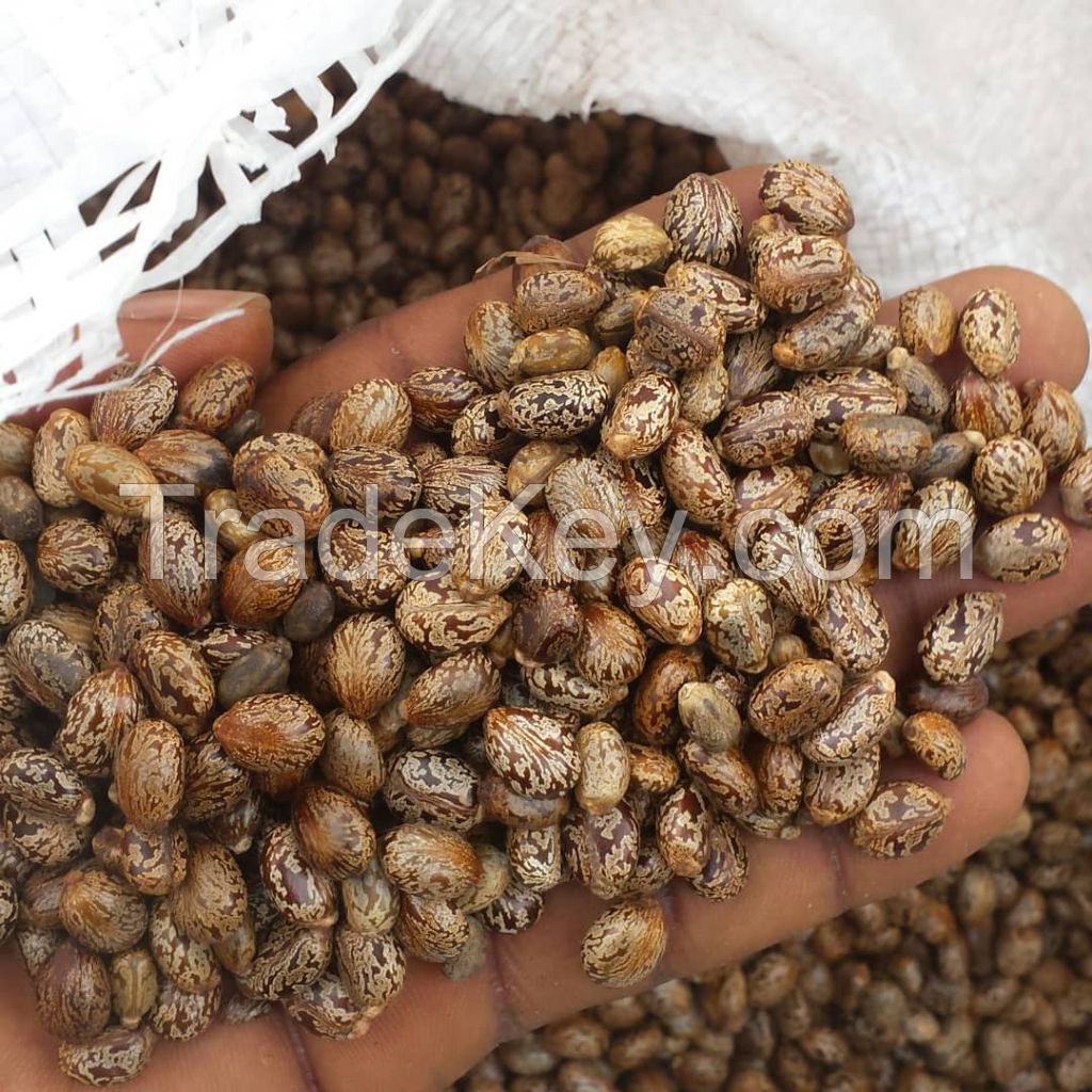 Castor  seed