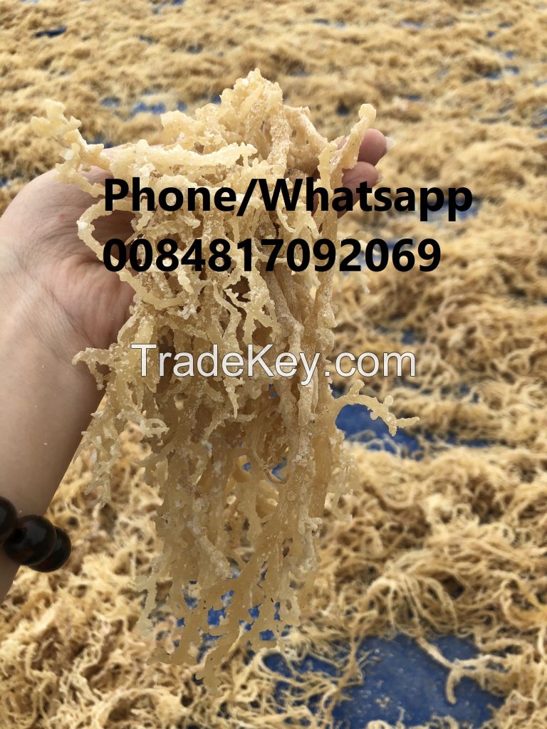 GOLD SEA MOSS SALTED BEST PRICE ON THE MARKET 0084817092069 WA