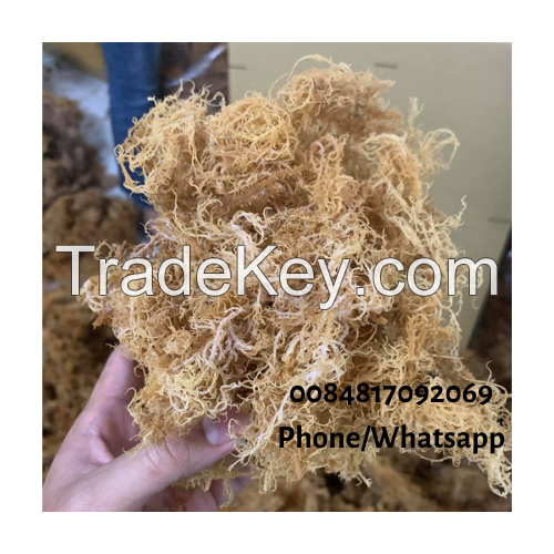 BROWN SEA MOSS NO SALT LOW MOISTURE / SPINOSUM EUCHEUMA COTTONII SEAWEED 0084817092069 WA