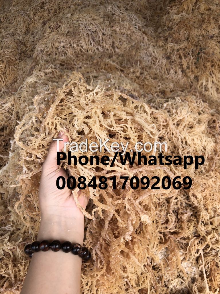 GOLD SEA MOSS SALTED BEST PRICE ON THE MARKET 0084817092069 WA