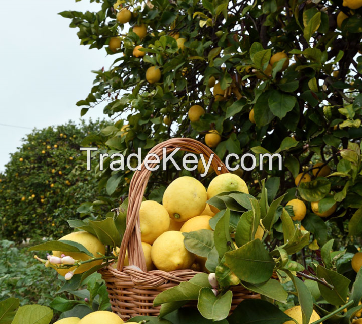 Lemons-Orange-Manderin