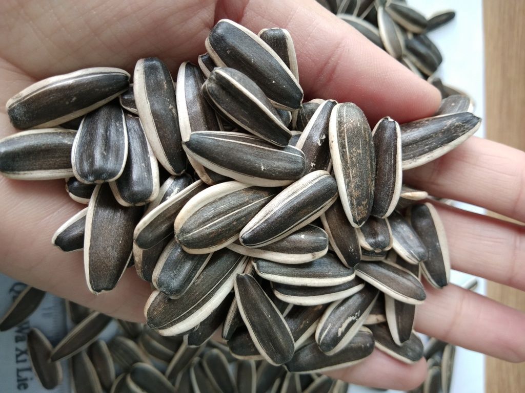 Chinese Big Size 363 Black Sunflower Seeds