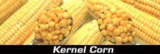 Sweet kernel corn in brine