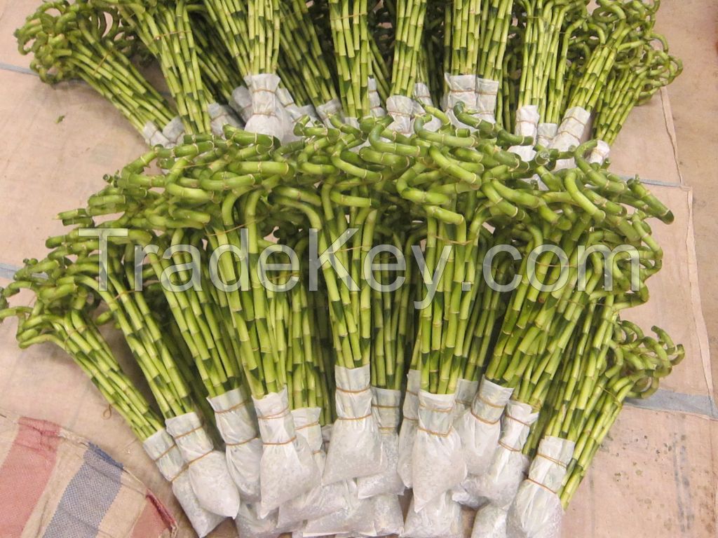 Dracaena Sanderiana Lucky Bamboo Spiral Bamboo 45cm  15 Cm Tower Bamboo