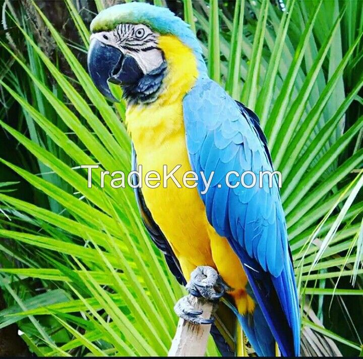 Young And Friendly African Grey Parrots and Macaw For Sale