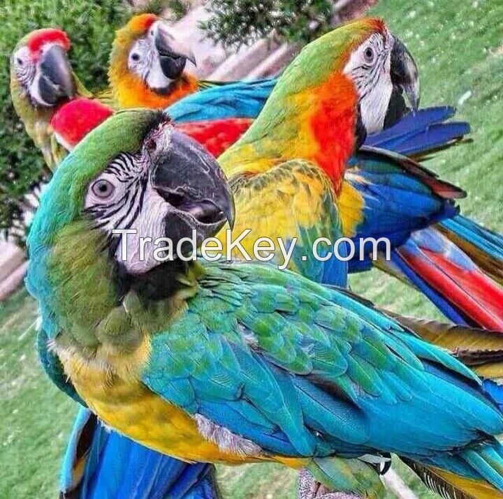 Young And Friendly African Grey Parrots and Macaw For Sale