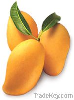 Mango exporter