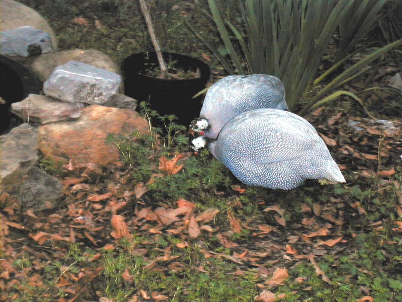 GUINEA FEATHERS