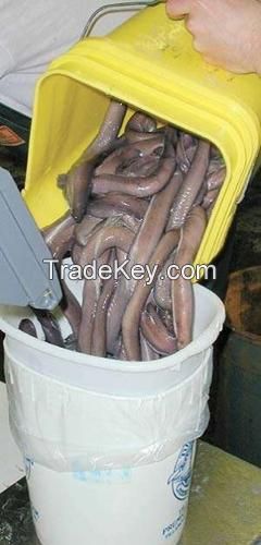 Live , forozen Hagfish , Crab, Lobsters, Shrimp and other deafood for sale