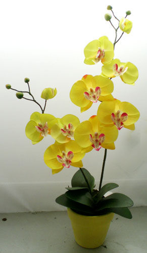 F1650 Orchid Butterfly Flower