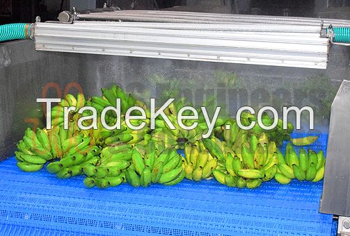 Banana Washing & Ripening