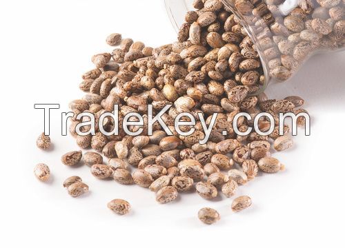 Castor seeds