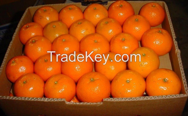 Kinnow ( Oranges )