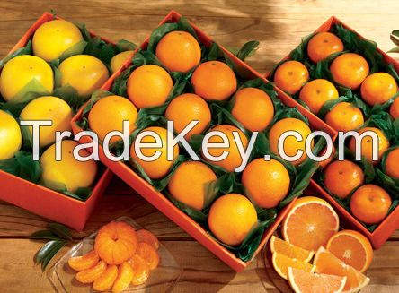 Kinnow ( Oranges )