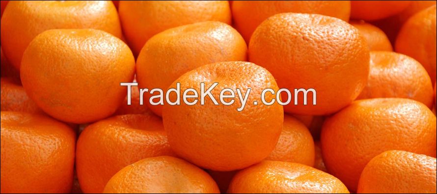 Kinnow ( Oranges )