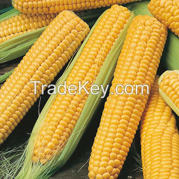 Yellow Corn Whole Seed