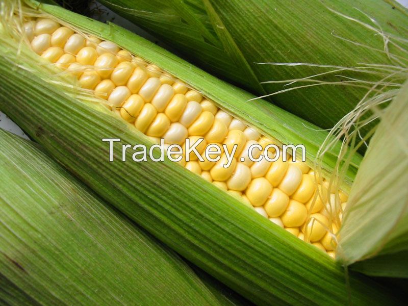 Yellow Corn Whole Seed