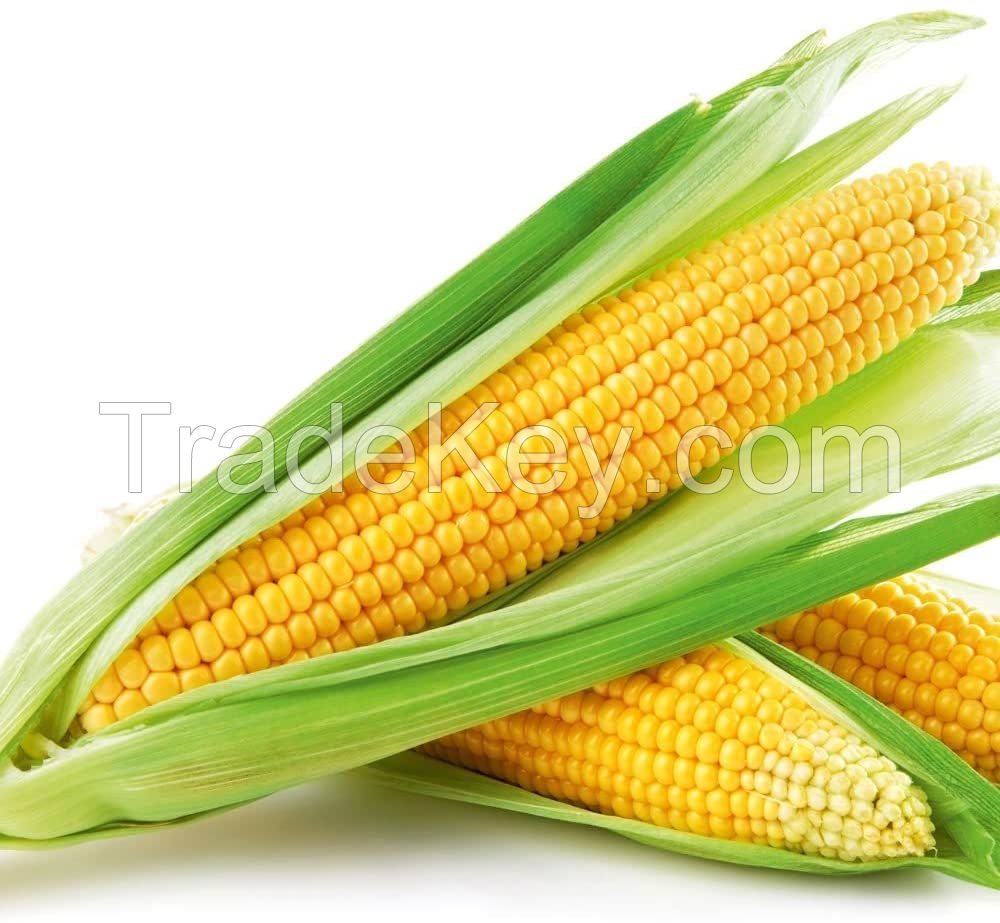 Yellow Corn Whole Seed