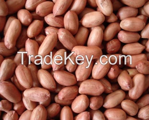 Peanut Kernels (High Quality)